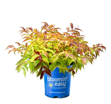 Firefly® Bush Honeysuckle