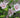 Double Pink Rose of Sharon blooms