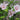 Double Pink Rose of Sharon blooms