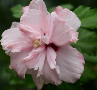 Double Pink Rose of Sharon bloom