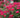 Double Knock Out® Rose