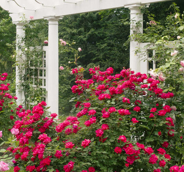 Double Knock Out® Rose