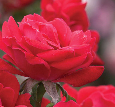 Double Knock Out® Rose
