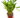 Dracaena 'Lucky Bamboo Pyramid'