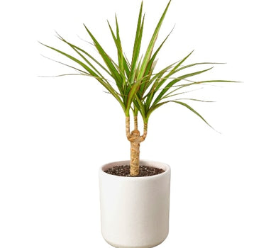 Dracaena Marginata Cane