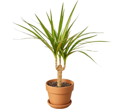 Dracaena Marginata Cane
