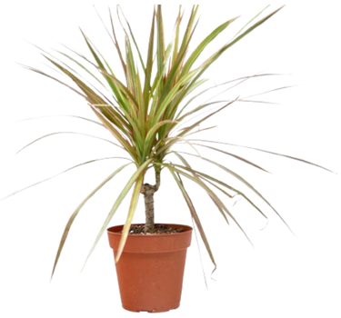 Dracaena 'Red Margined' - 4" Pot