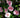 Dream Weaver Camellia
