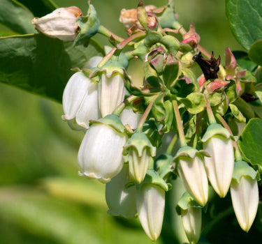 Duke Blueberry