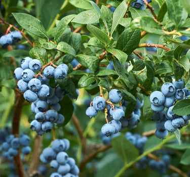 Duke Blueberry