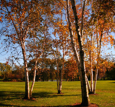 Dura Heat® Birch Tree