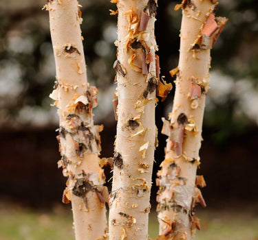 Dura Heat® Birch Tree