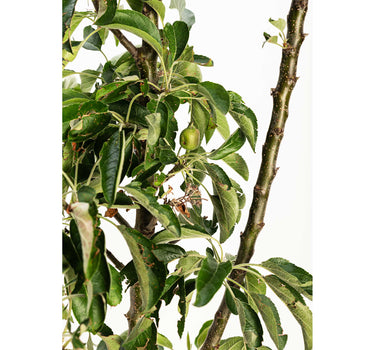 Golden Treat™ Fruit Snacks™ Apple Tree