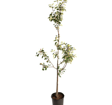 Granny Smith Apple Tree