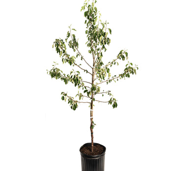 Honeycrisp™ Apple Tree