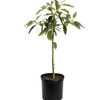 Cold Hardy Avocado Tree