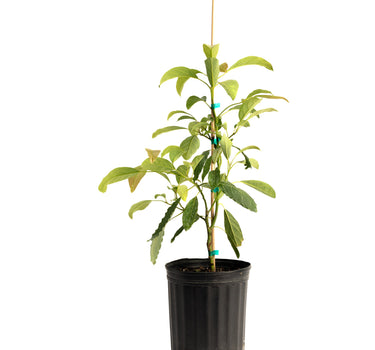 Hass Avocado Tree