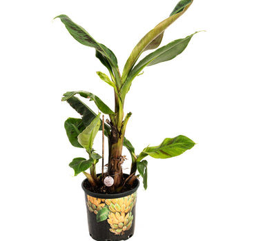 Dwarf Cavendish Banana Tree