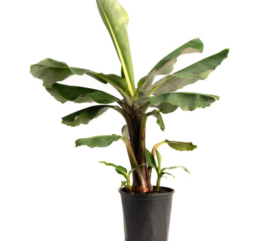 Truly Tiny Banana Tree