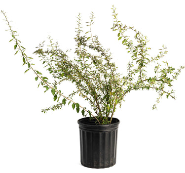Goji Berry