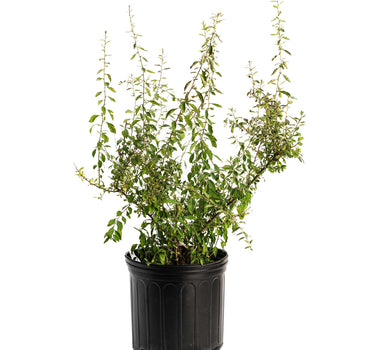 Goji Berry