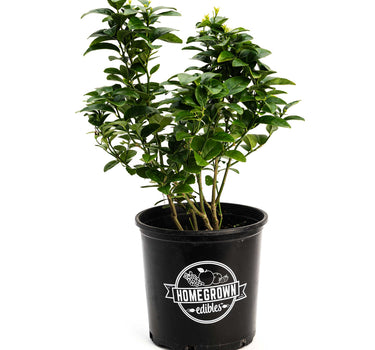 Key Lime Bush