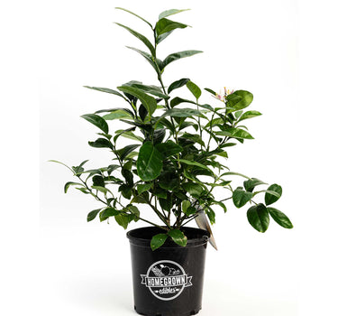 Improved Meyer Lemon Bush