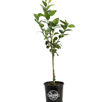 Improved Meyer Lemon Tree (CA)