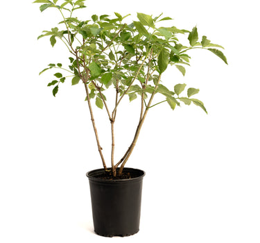 Marge Elderberry