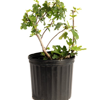 Black Mission Fig