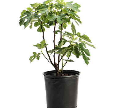 Brown Turkey Fig
