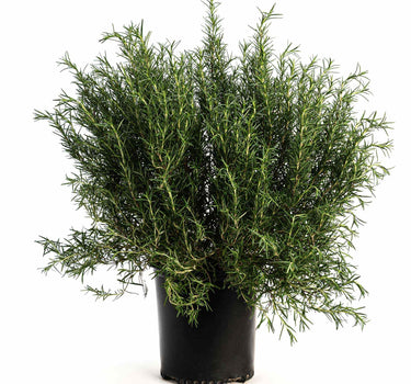 Tuscan Blue Rosemary