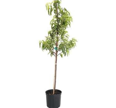 Hardired Nectarine Tree