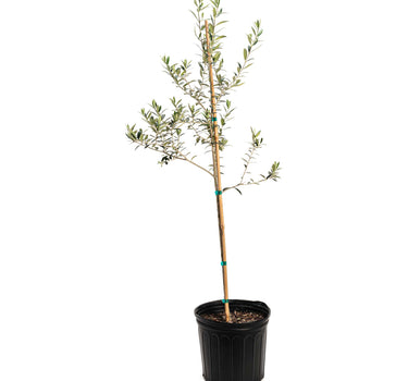 Arbequina Olive Tree