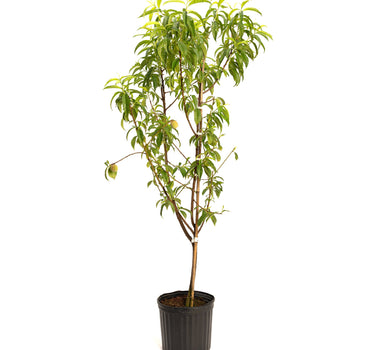 Multi-Fruit Peach Tree