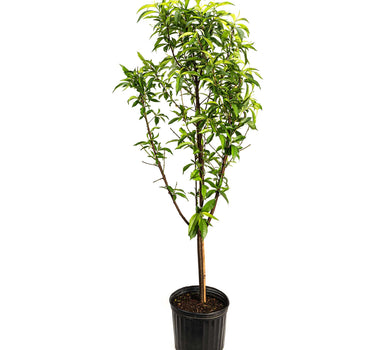 Multi-Fruit Peach Tree