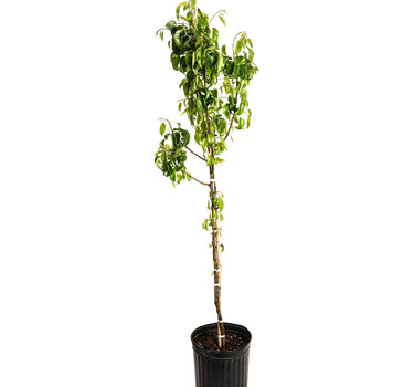 D’Anjou Pear Tree