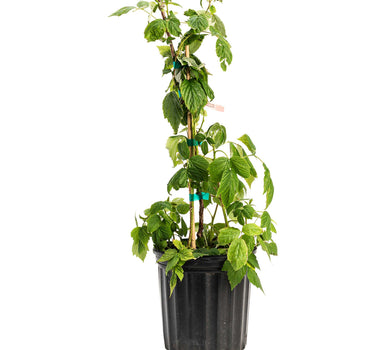 Heritage Raspberry
