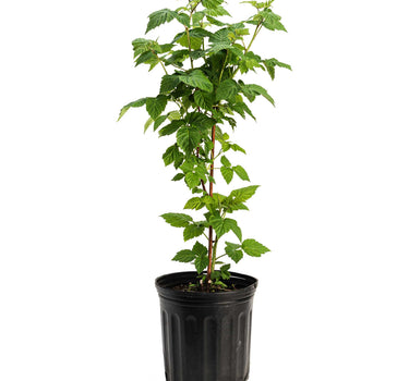 Nova Red Raspberry Plant