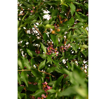 Barbados ‘Acerola’ Cherry Tree