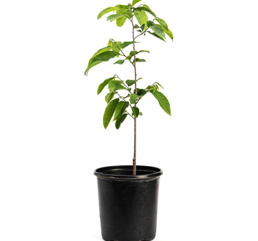 Sugar Apple Tree