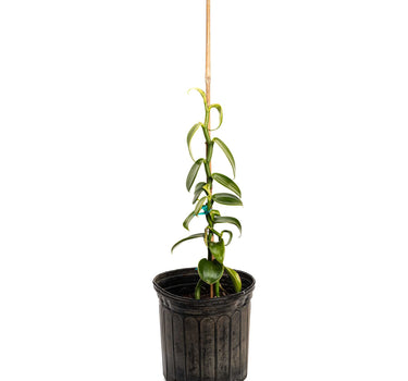 Vanilla Bean Orchid