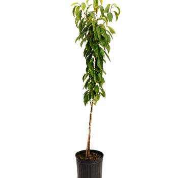 Black Tartarian Cherry Tree