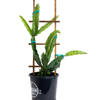 Edgar's Baby Dragon Fruit