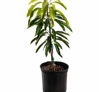 Glenn Mango Tree