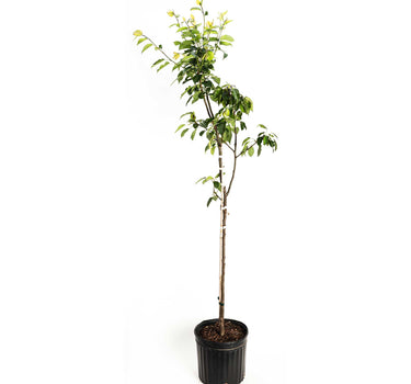 Kieffer Pear Tree