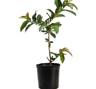 Ruby Supreme Guava Tree
