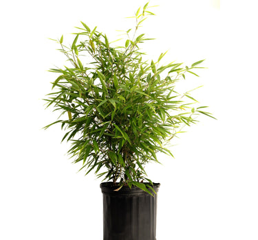 Black Bamboo