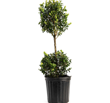 Green Mountain Topiary Boxwood (Ball)
