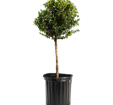 Green Mountain Topiary Boxwood (Ball)